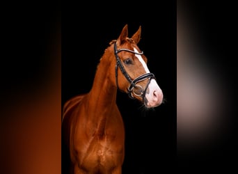 KWPN, Mare, 6 years, 16,1 hh, Chestnut-Red