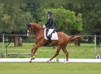 KWPN, Mare, 6 years, 16,1 hh, Chestnut-Red