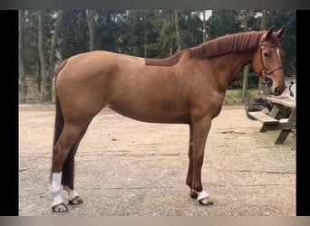 KWPN, Mare, 6 years, 16.1 hh, Chestnut-Red