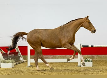 KWPN, Mare, 6 years, 16.1 hh, Chestnut-Red