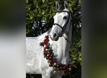 KWPN, Mare, 6 years, 16,1 hh, Gray