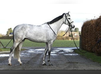 KWPN, Mare, 6 years, 16,1 hh, Gray