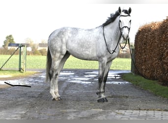 KWPN, Mare, 6 years, 16,1 hh, Gray