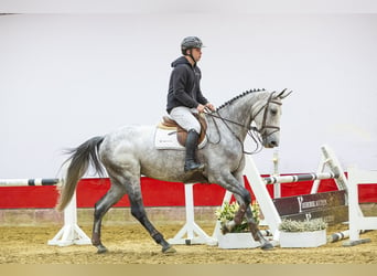 KWPN, Mare, 6 years, 16.1 hh, Gray