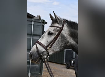 KWPN, Mare, 6 years, 16.1 hh, Grey-Dapple