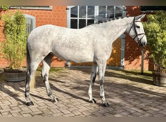 KWPN, Mare, 6 years, 16.1 hh, Grey