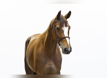 KWPN, Mare, 6 years, 16.1 hh