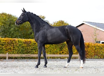 KWPN, Mare, 6 years, 16.1 hh, Smoky-Black
