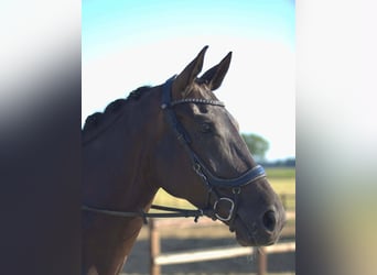 KWPN, Mare, 6 years, 16.1 hh, Smoky-Black