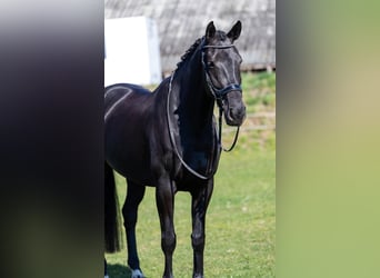 KWPN, Mare, 6 years, 16.1 hh, Smoky-Black
