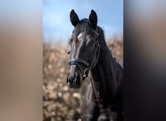 KWPN, Mare, 6 years, 16.1 hh, Smoky-Black