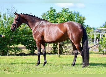 KWPN, Mare, 6 years, 16.2 hh, Bay-Dark