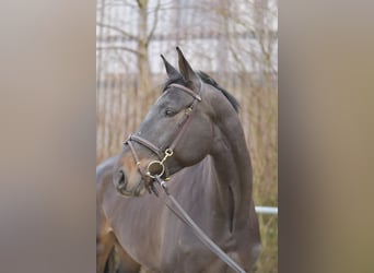 KWPN, Mare, 6 years, 16.2 hh, Bay-Dark