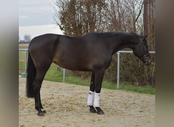 KWPN, Mare, 6 years, 16.2 hh, Bay-Dark