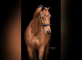 KWPN, Mare, 6 years, 16.2 hh, Bay