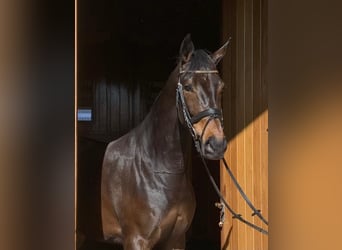 KWPN, Mare, 6 years, 16.2 hh, Bay