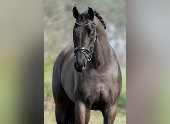KWPN, Mare, 6 years, 16.2 hh, Black