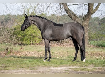 KWPN, Mare, 6 years, 16.2 hh, Black