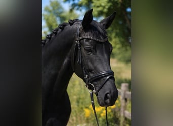 KWPN, Mare, 6 years, 16.2 hh, Black
