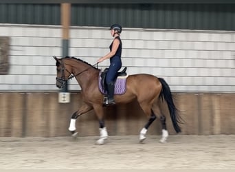 KWPN, Mare, 6 years, 16.2 hh, Brown