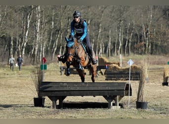 KWPN, Mare, 6 years, 16,2 hh, Brown