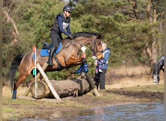 KWPN, Mare, 6 years, 16,2 hh, Brown