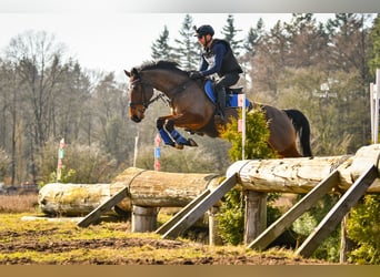 KWPN, Mare, 6 years, 16,2 hh, Brown