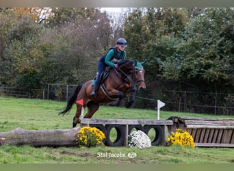 KWPN, Mare, 6 years, 16,2 hh, Brown