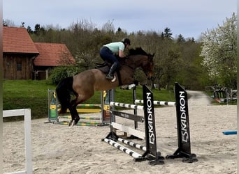 KWPN, Mare, 6 years, 16,2 hh, Brown