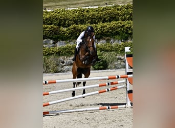 KWPN, Mare, 6 years, 16,2 hh, Brown