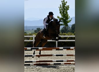 KWPN, Mare, 6 years, 16,2 hh, Brown