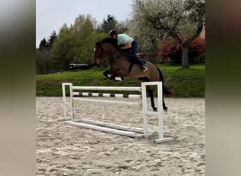 KWPN, Mare, 6 years, 16,2 hh, Brown