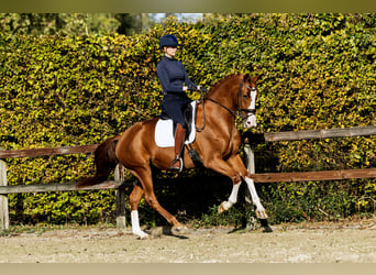 KWPN, Mare, 6 years, 16,2 hh, Chestnut-Red