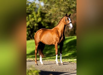 KWPN, Mare, 6 years, 16,2 hh, Chestnut-Red