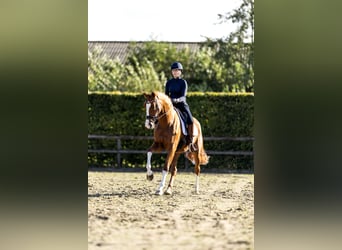 KWPN, Mare, 6 years, 16,2 hh, Chestnut-Red