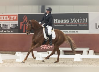 KWPN, Mare, 6 years, 16.2 hh, Chestnut-Red