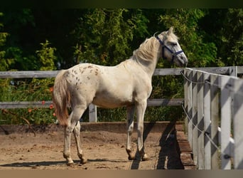 KWPN, Mare, 6 years, 16.2 hh, Chestnut