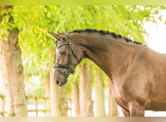 KWPN, Mare, 6 years, 16.2 hh