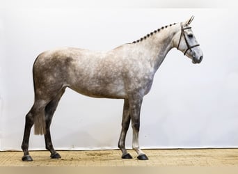 KWPN, Mare, 6 years, 16,2 hh, Gray-Dapple