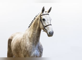 KWPN, Mare, 6 years, 16,2 hh, Gray-Dapple