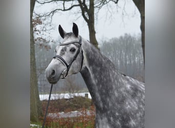 KWPN, Mare, 6 years, 16,2 hh, Gray