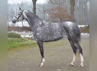 KWPN, Mare, 6 years, 16,2 hh, Gray