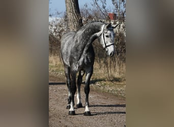 KWPN, Mare, 6 years, 16,2 hh, Gray