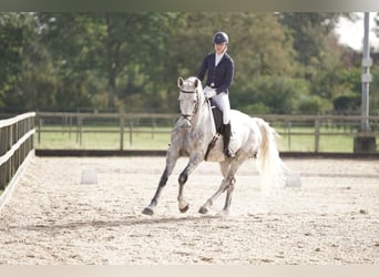 KWPN, Mare, 6 years, 16.2 hh, Gray