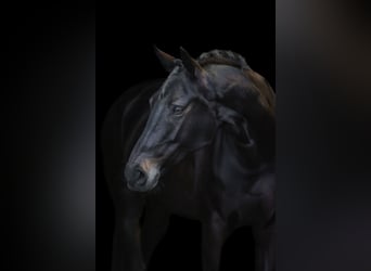 KWPN, Mare, 6 years, 16.2 hh, Smoky-Black
