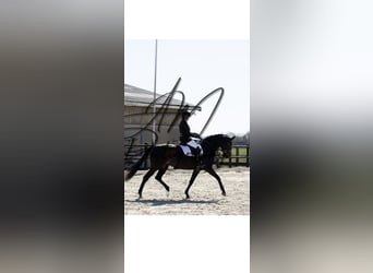 KWPN, Mare, 6 years, 16.2 hh, Smoky-Black