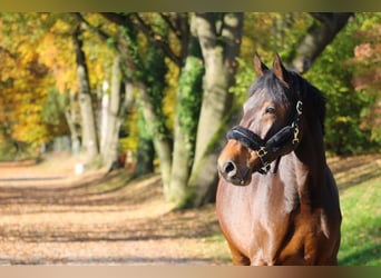 KWPN, Mare, 6 years, 16,3 hh, Bay-Dark