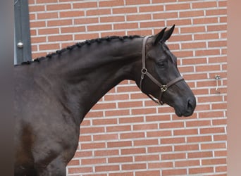 KWPN, Mare, 6 years, 16.3 hh, Black