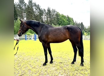 KWPN, Mare, 6 years, 16,3 hh, Brown