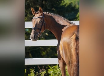 KWPN, Mare, 6 years, 16,3 hh, Chestnut